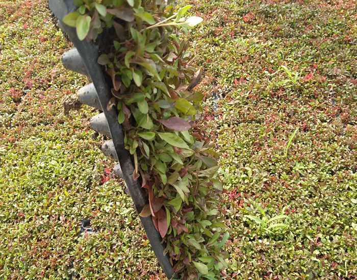 五色草（*盤紅）