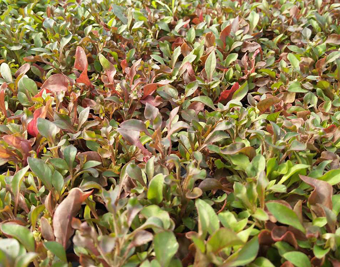 五色草（紅草）