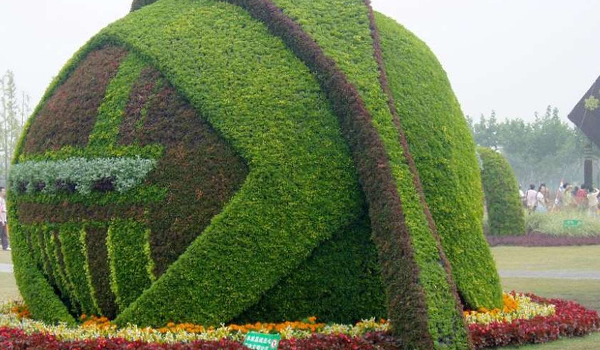 五色草的繁殖、應(yīng)用及養(yǎng)護(hù)管理